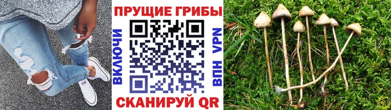 Галлюциногенные грибы MAGIC MUSHROOMS  Купить закладки  Бежецк 
